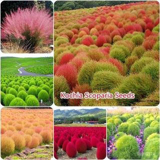 （อัตราการงอก 90%）เมล็ดบอนสี 100 ชิ้น/ถุง Kochia Scoparia Seeds ต้นบอนสีชายชล ชายชล บอนสีพันหา/เมล็ด ผัก ปลูก สวนครัว คละ