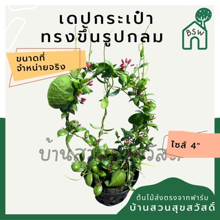 เดปกระเป๋า เลื้อยวงกลม กระถาง 4 นิ้ว