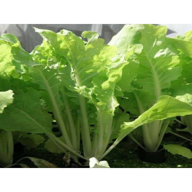 เมล็ดพืชคุณภาพสูง-เมล็ดพันธุ์-ไดโตเกียว-เบกานา-chinese-cabbage-daitokyo-bekana-บรรจุ-200-เมล็ด-lkyz