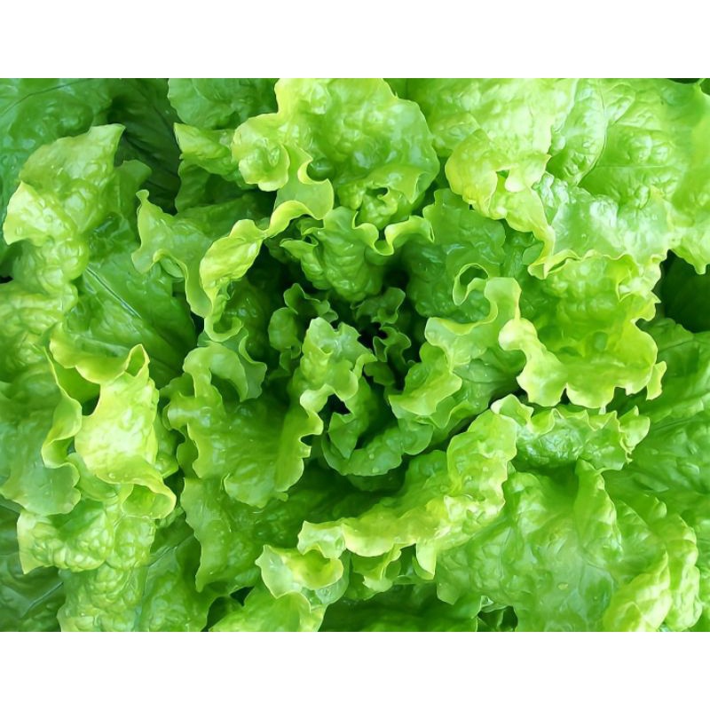 100-เมล็ด-เมล็ดพันธุ์สลัดซิมสัน-simpson-lettuce-สลัดซิมสัน