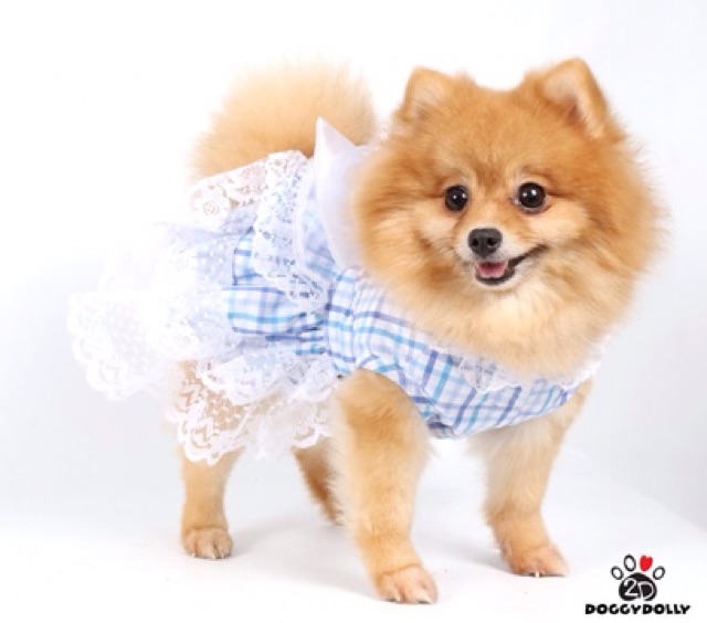 doggydolly-แฟชั่นหมาแมว-กระโปรงสก๊อต-เสื้อผ้าหมา-d312