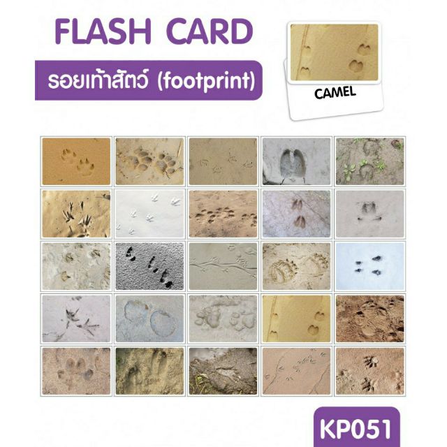 แฟลชการ์ดรอยเท้าสัตว์-แผ่นใหญ่-flash-card-footprint-kp051