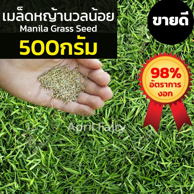 500กรัม-เมล็ดหญ้านวลน้อย-เมล็ดสนามหญ้า-เมล็ดพันธุ์หญ้า-เมล็ดหญ้า-หญ้านวลน้อย-manila-grass-seed-หญ้าปูสนาม