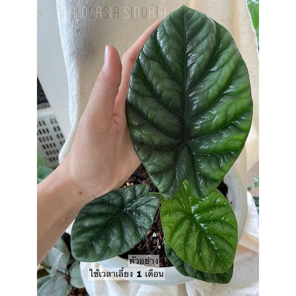 alocasia-sinuata-อโลคาเซียซินัวเอต้า-ซินัวต้า