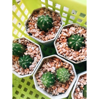 แคดตัส ดาวล้อมเดือน cactus 🌵