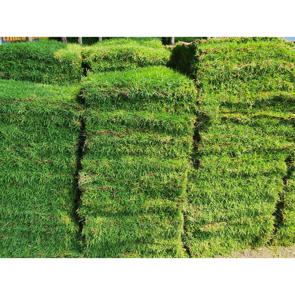 หญ้าญี่ปุ่น-สวนเขาหมาก-หญ้าจริง-หญ้าปูหน้าบ้าน-จัดสวนหย่อม-ขนาด-50-100-เซ็นติเมตร