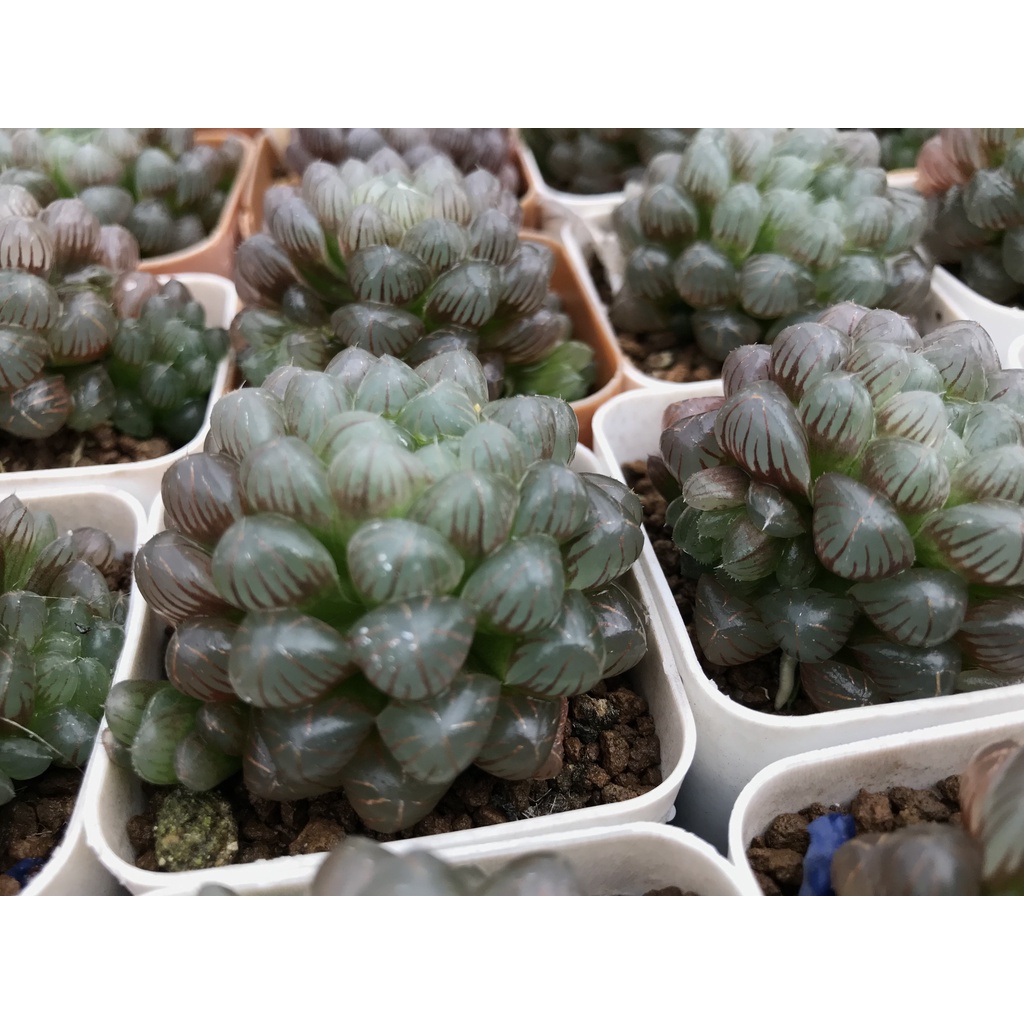 ฮาโวเทียหยดน้ำลายสีแดง-haworthia-cooperi