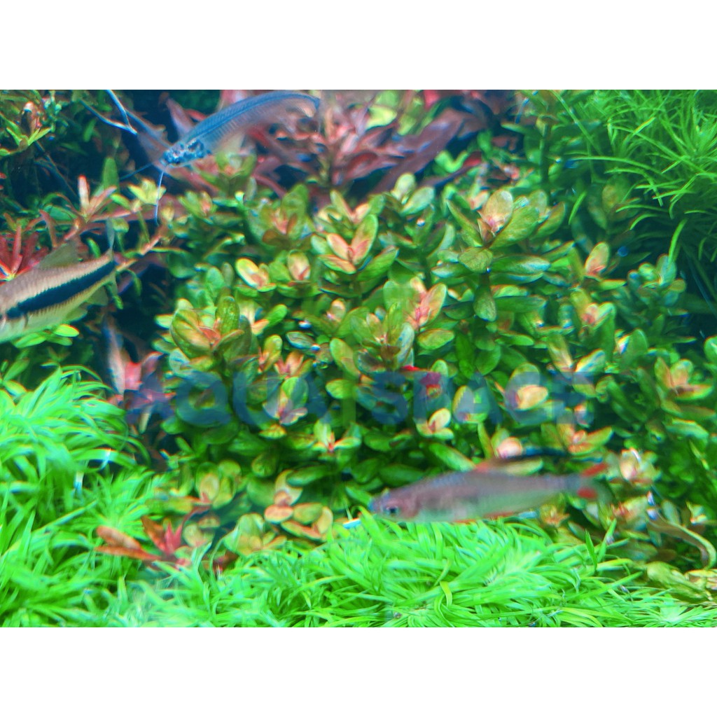 rotala-indica-bonsai-ก้านธูปเขียว-กลางตู้-หลังตู้-พรรณไม้น้ำ-ต้นไม้น้ำ-ตู้ไม้น้ำ-ไม้ข้อ-ไม้เขียว-ไม้แดง