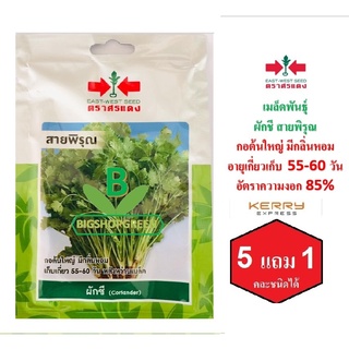 5 ฟรี 1 คละได้ เมล็ดพันธุ์ ผักชี  สายพิรุณ ตราศรแดง เมล็ดผัก เมล็ดพันธุ์พืช  เมล็ดพืช  เมล็ดพันธุ์ผัก เมล็ดผักสวนครัว