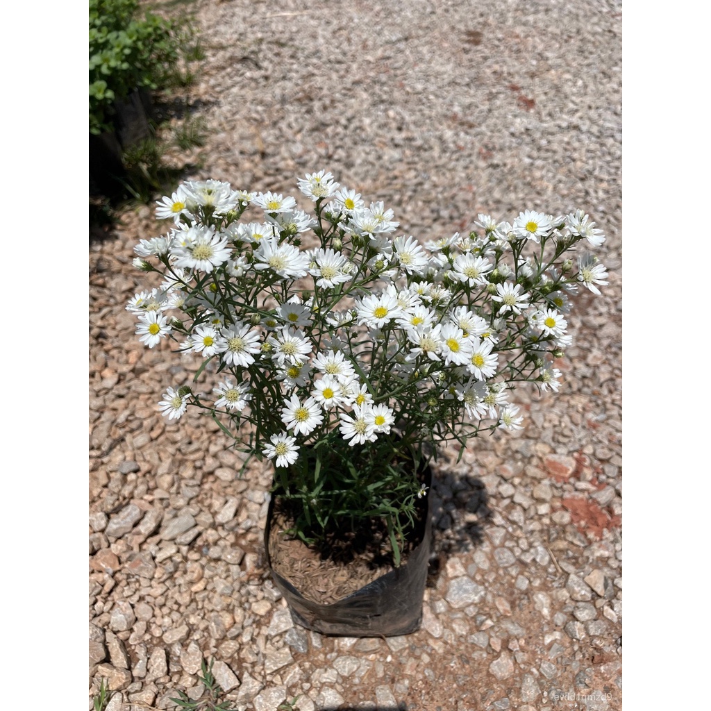 เมล็ดอวบอ้วน100-ต้นคัตเตอร์-ดอกสีขาว-สวยมาก-ดอกดกเมล็ดพืชคุณภาพสูงcabbageflowergrasssunflowercosmoskalemixedwhitecolorzi