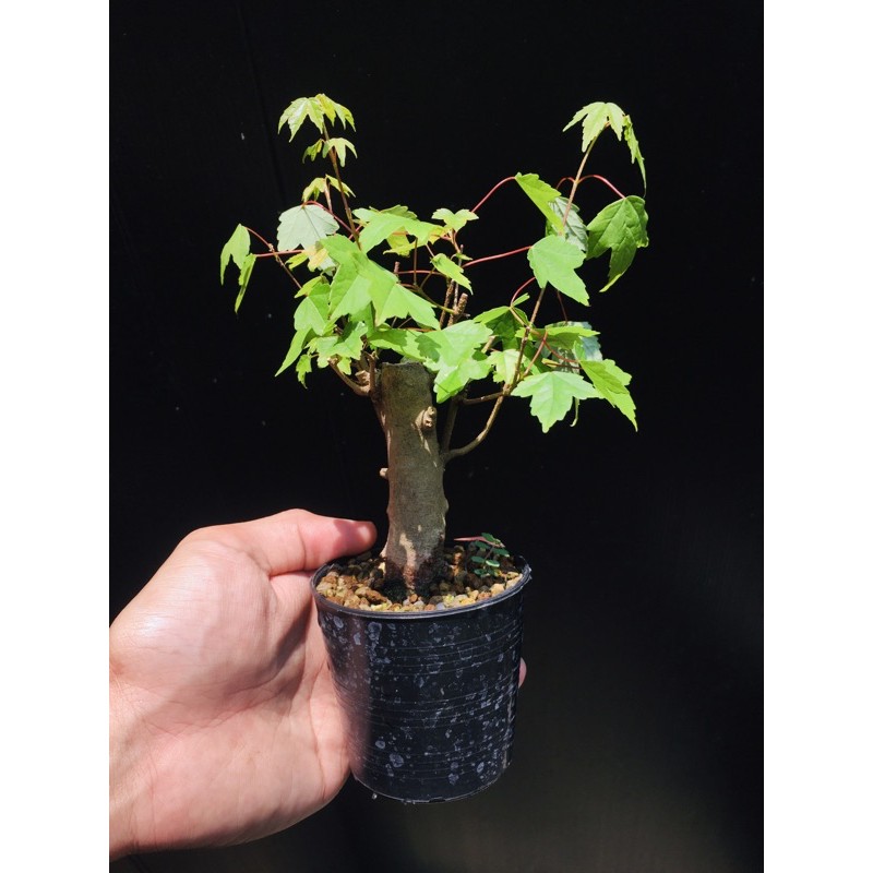 เมเปิลญี่ปุ่นKaede maple | Shopee Thailand