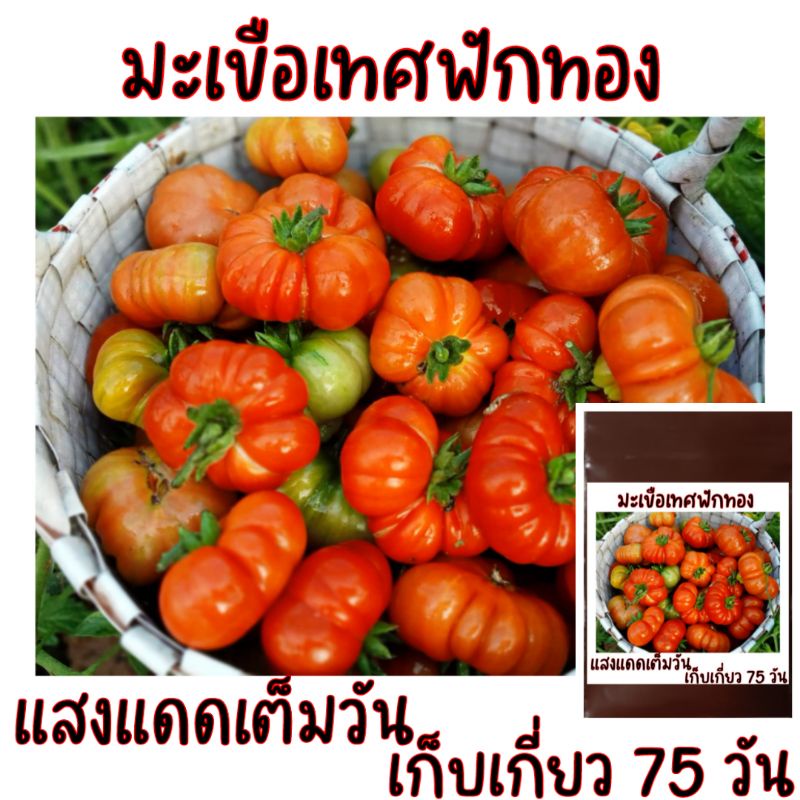 20-เมล็ด-มะเขือเทศฟักทอง-เมล็ดพันธุ์มะเขือเทศฟักทอง
