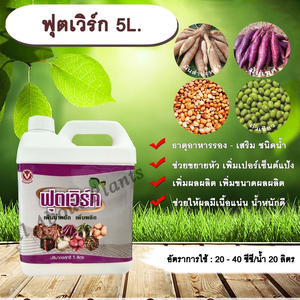 ฟุตเวิร์ก-5l-ขยายหัวมัน-มันหัวโต-เพิ่มเปอร์เซ็นต์แป้ง-เพิ่มผลผลิต-เพิ่มขนาดผลผลิตช่วยให้ผลมีเนื้อแน่น-น้ำหนักดี