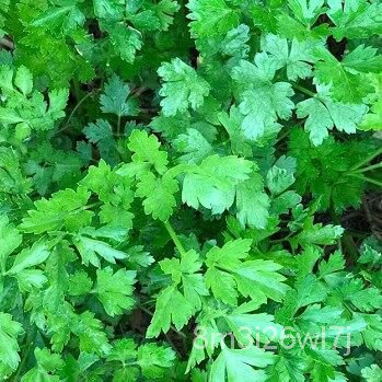 อินทรีย์-ต้น-ดอก-ผักชีถูกที่สุด10บ-เมล็ดพันธุ์ผักชี-100-เมล็ดงอกดีโตเร็ว-oety