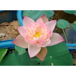 บัวหลวง Super Lotusเป็นบัวหลวงที่มีความสวย หวาน ดอกดก ดอกใหญ่ สมชื่อจริงๆครับ ขายสายพันธุ์เป็นไหลแบบตัวอย่างในรูปครับ