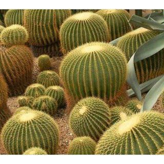 เมล็ดพันธุ์ ถังทอง Echinocactus grusonii 100 เมล็ด กระบองเพชร แคคตัส Cactus