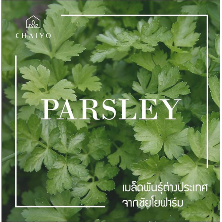 เมล็ด-parsley-italian-flat-leaf-อิตาเลียนพาร์สลีย์-ใบเรียบ