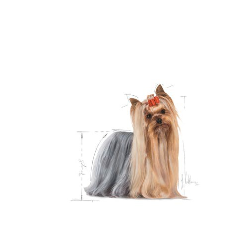 cheaper-royal-canin-yorkshire-terrier-adult-1-5kg-โรยัลคานิน-อาหารสุนัขโต-ยอร์คเชียร์-เทอร์เรีย-ขนาด-1-5-กิโลกรัม