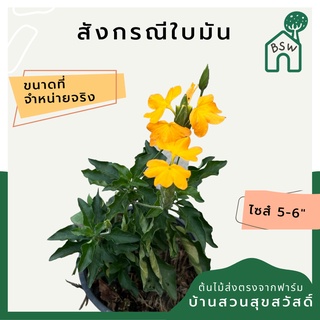 แสงกรณีใบมัน ดอกสวน สีเหลืองสด มาในกระถางพร้อมตั้ง