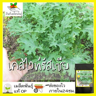 สินค้า เมล็ดพันธุ์ เคลไวท์รัสเซีย 300 เมล็ด White Russian Kale seed เมล็ดพันธุ์แท้ นำเข้าจากต่างประเทศ ปลูกผัก สวนครัว