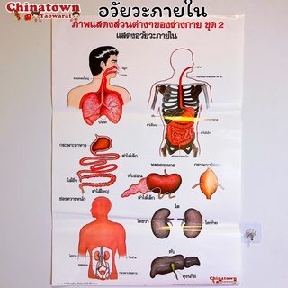 อวัยวะภายใน2 โปสเตอร์กระดาษ 53*77cm (21*30 นิ้ว)✅ วิทยาศาสตร์ เรียนหมอ พันธุกรรม Anatomy โครงกระดูกมนุษย์ แก้วหู