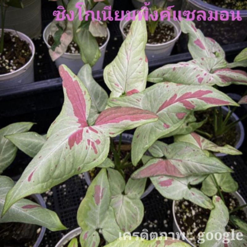 ซิงโกเนียมพิ้งค์แซลมอน-syngonium-pink-salmon-ไม้สีครีม-ชมพู-เขียว-ด่างสวยยอดนิยม-สำหรับคนที่ชอบความหวานของสีแนะนำ