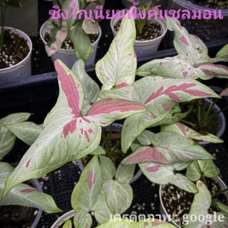 ซิงโกเนียมพิ้งค์แซลมอน ( Syngonium Pink salmon )⭐ไม้สีครีม ชมพู เขียว ด่างสวยยอดนิยม⭐ สำหรับคนที่ชอบความหวานของสีแนะนำ