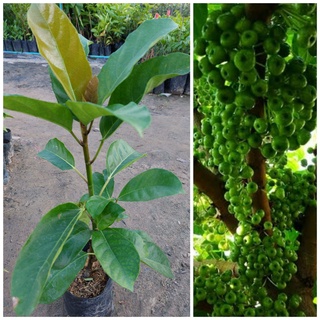 ต้นมะเดื่อฉิ่ง ไม้ยืนต้น ผลมีรสฝาดนิดๆ ใช้รับประทานเป็นผักร่วมกับอาหารหลายประเภทได้ ให้ผลดกปลูกง่ายทนต่อสภาพอากาศ