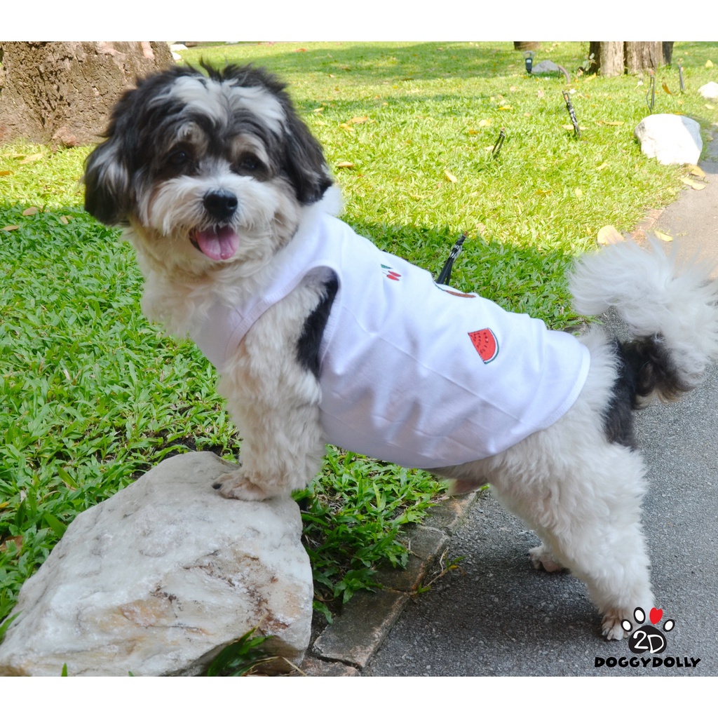 pet-clothes-doggydolly-เสื้อผ้าแฟชั่น-เสื้อผ้าสัตว์เลี้ยง-เสื้อผ้าหมาแมว-เสื้อยืด-at4