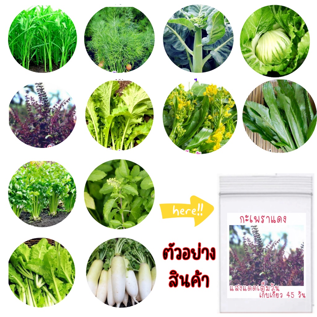 เมล็ดพันธุ์ผักสวนครัว-เมล็ดพันธุ์ผัก-เมล็ดผัก