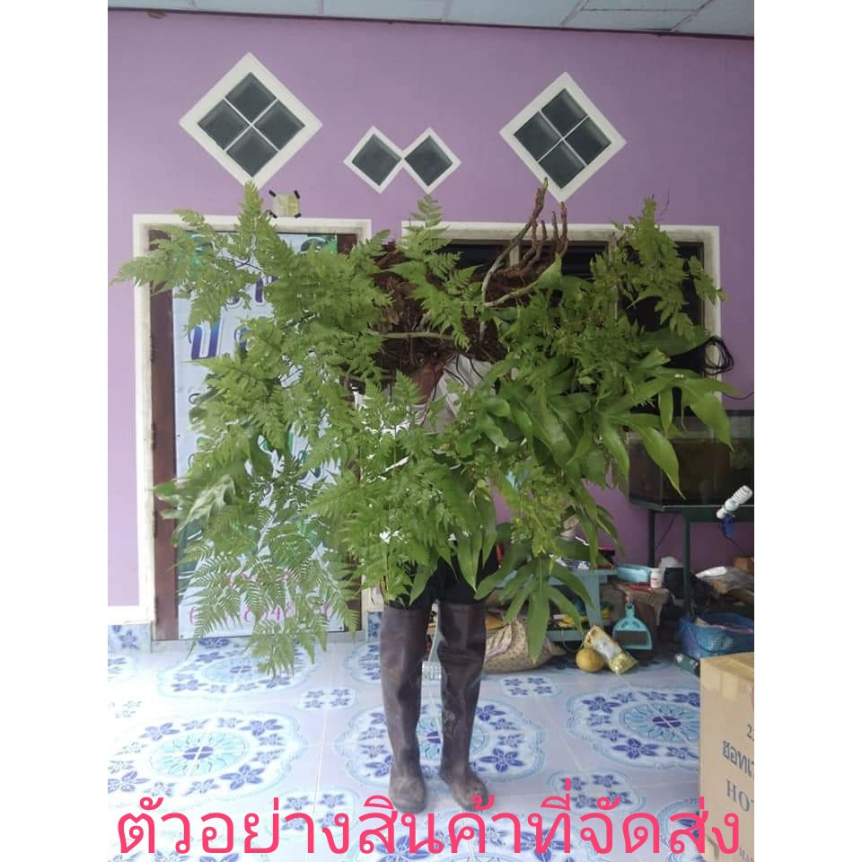 นาคราชติดฮาวาย-ขาย-ต้นพันธุ์-ต้น-นาคราช-ติด-เฟิร์น-ฮาวาย-fern-ป-ปลา