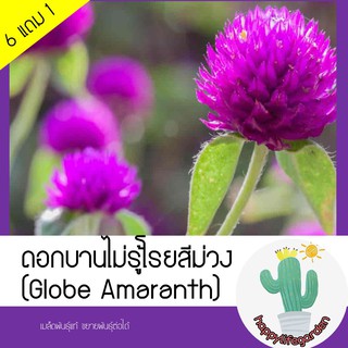 เมล็ดพันธุ์ ดอกบานไม่รู้โรย [สีม่วง] บานไม่รู้โรย (Globe Amaranth)50 เมล็ด (ไม่ใช่พืชที่มีชีวิต)