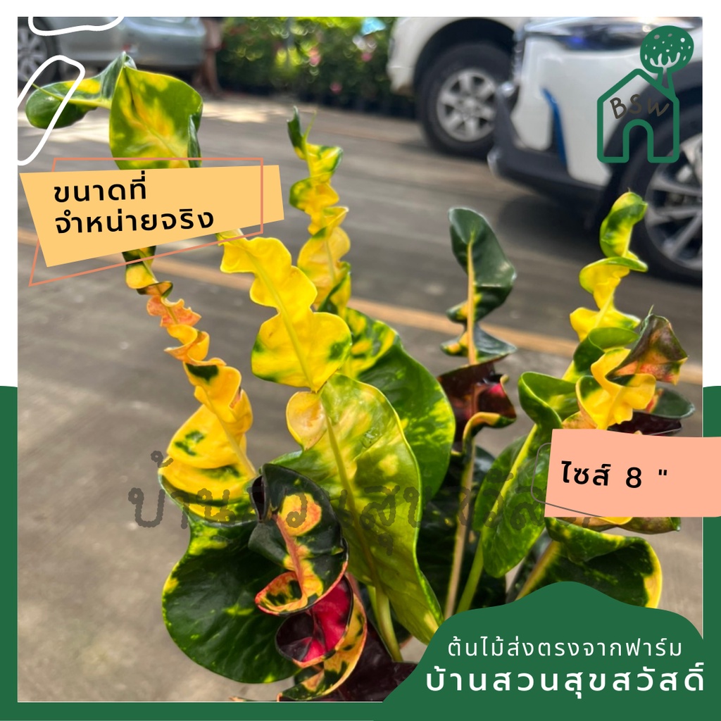 โกสน-พันธุ์เศรษฐี-ส่งพร้อมกระถาง-8-นิ้ว