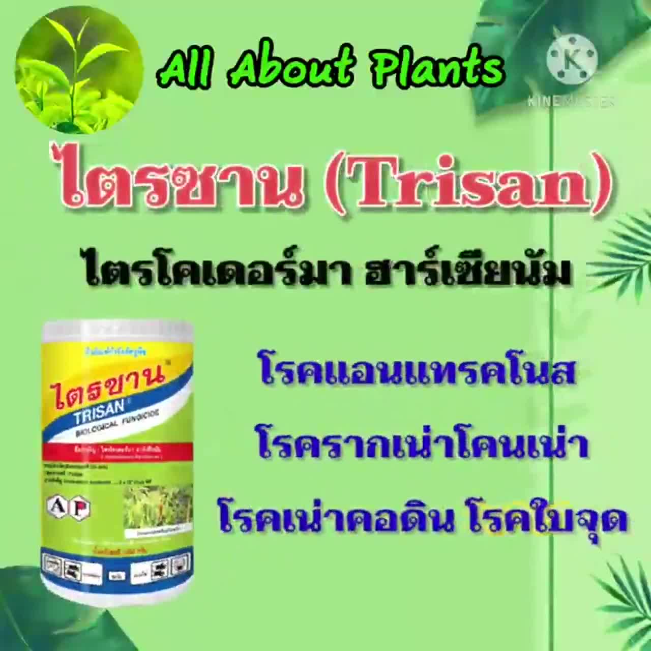 ไตรซาน-1kg-เชื้อราไตรโคเดอร์ม่า-ฮาเซียนั่ม-สารกำจัดเชื้อรา-โรครากเน่าโคนเน่า-สารชีวภัณฑ์กำจัดโรคพืช-allaboutplants