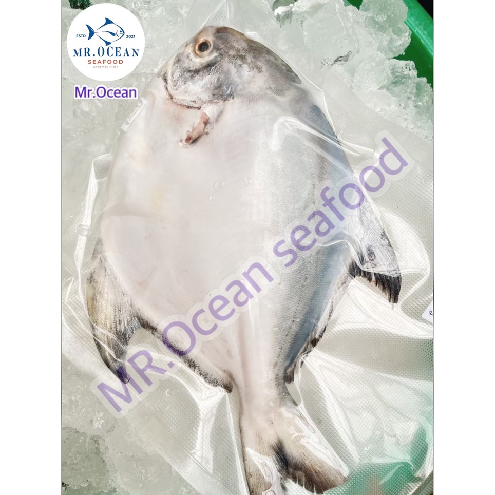 ภาพหน้าปกสินค้าปลาจาระเม็ดขาว เเช่เเข็ง จากร้าน mr.oceanseafood บน Shopee