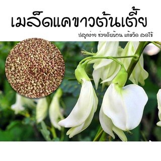 เมล็ดแคขาว แคบ้าน พันธุ์ต้นเตี้ย ให้ดอกดก (15-60 เมล็ด)