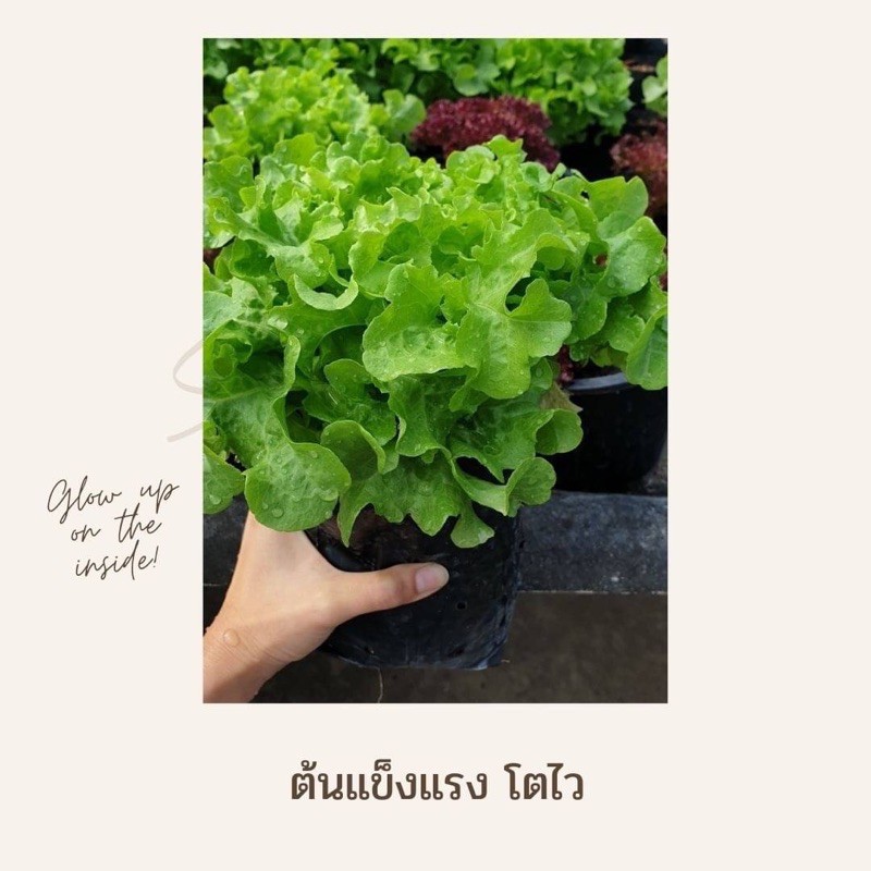 หัวเชื้อจุลินทรีย์สังเคราะห์แสง-psb-สูตรเข้มข้น-organic100-ขยายต่อเองได้-ต้นแข็งแรง-ผลผลิตเพิ่มขึ้น-ขนาด600ml-1-5ลิตร