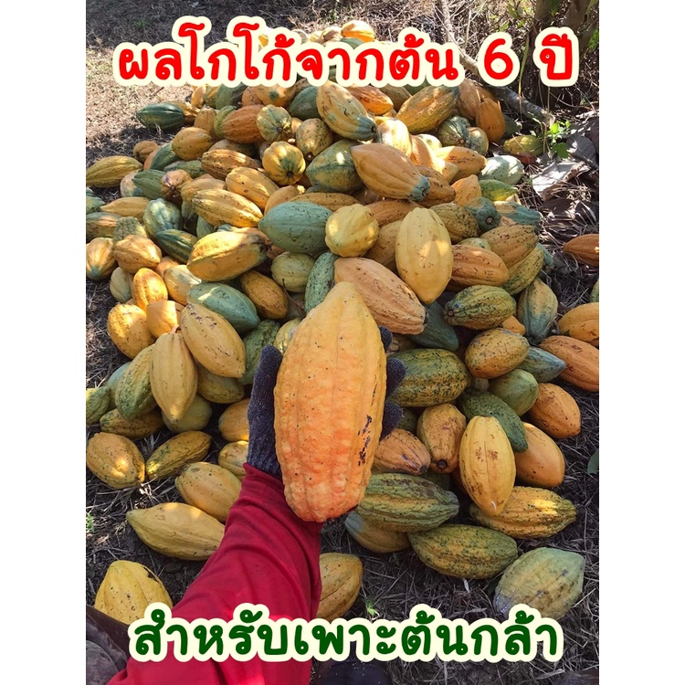 ผลโกโก็สด-สำหรับเพาะต้นกล้า-ต้นแม่อายุ-6-ปี