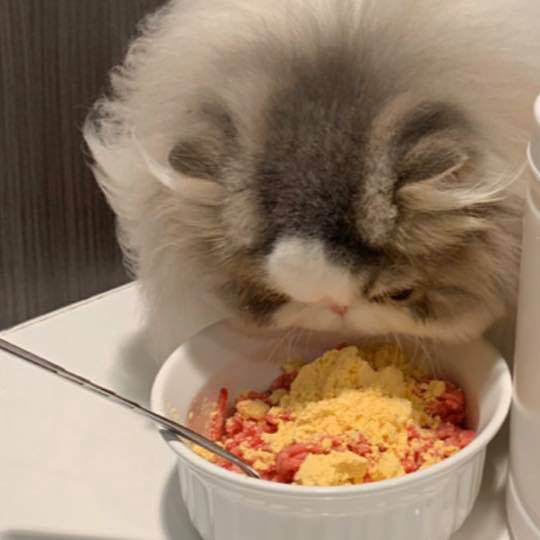 ภาพสินค้าPinkpawpal อาหารเสริมแมว สูตรเพิ่มน้ำหนัก บำรุงขนและกล้ามเนื้อ จากร้าน callme บน Shopee ภาพที่ 6