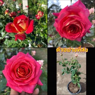 (1ต้น) ดอก ต้น กุหลาบ คลีโอพัตรา Kleopatra rose     ครีโอพัตรา buncha