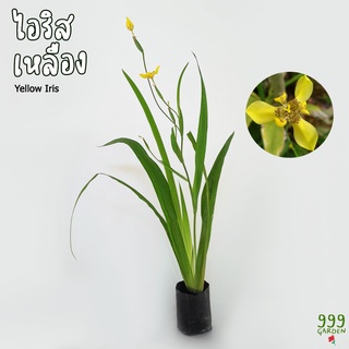 ต้นไอริส สีเหลือง (ต้นใหญ่) เลี้ยงง่าย โตไว ทนแดด ( ไอริสเหลือง / ไอริส ) 999garden