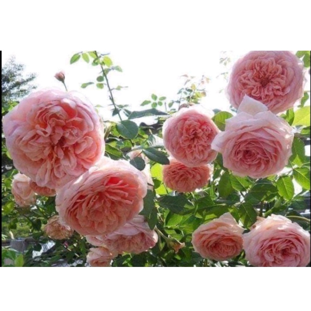 ขาย-ต้นพันธุ์-ต้น-ดอก-abraham-darby-อับราฮัม-ดาร์บี้-กุกลาบ-rose-เบนซ์-วาสนา-กุลชญา