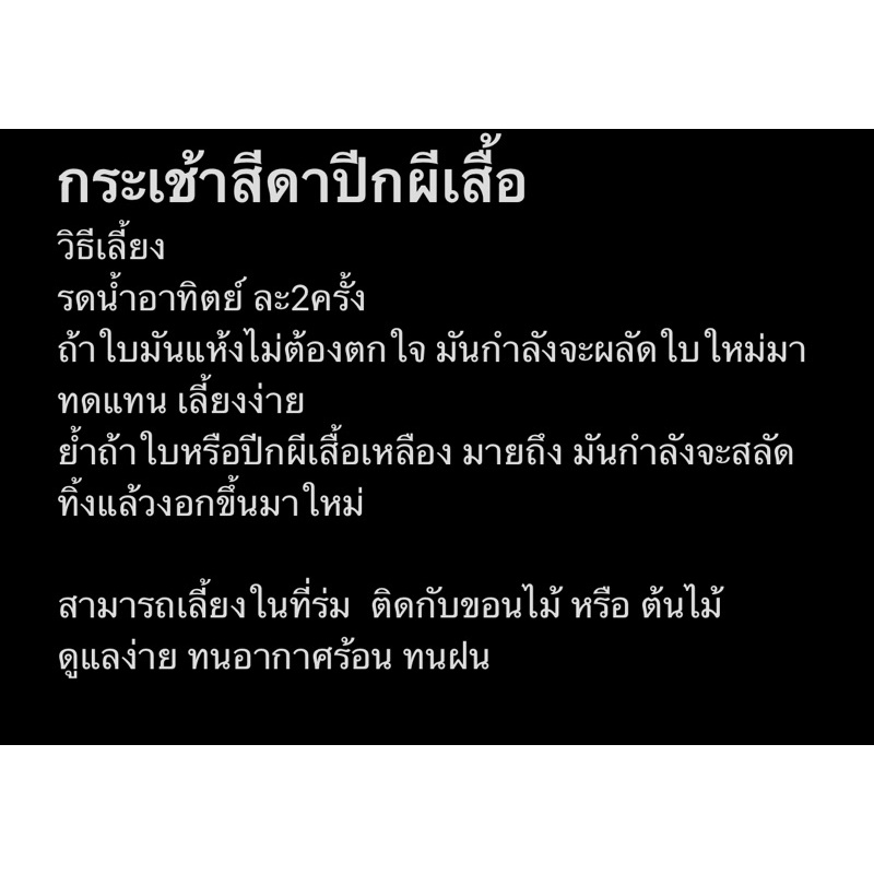 กระเช้าสีดาราคาถูกไชร์xxxl