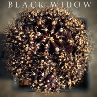 ภาพหน้าปกสินค้าแคคตัสBlack Widow(แท้)ต้นกราฟ ที่เกี่ยวข้อง