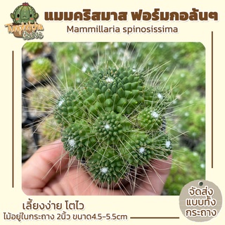 แคคตัส แมมคริสมาส ฟอร์มกอ ล้นๆกระถาง mammillaria spinosissima กระถาง2" ขนาด4.5-5.5ซม