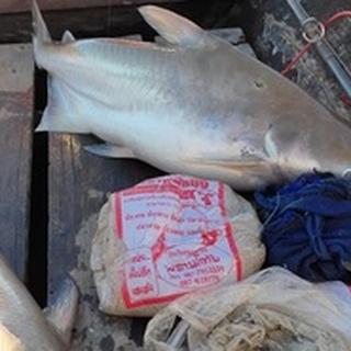 ภาพขนาดย่อของภาพหน้าปกสินค้าเหยื่อตกปลากด สูตรเย็น 500g (ตราเขมราฐฟิชชิ่ง ตกปลากด ปลาคัง ปลายาง ปลาเผาะ ปลาสวาย ปลาสังฆวาส น้ำที่ไหลแรง) จากร้าน apiwatjaikaew บน Shopee ภาพที่ 6