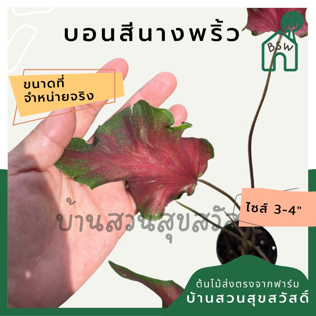 บอนสีนางพริ้ว-บอนนางพริ้ว-บอนสี-มาในกระถางพร้อมตั้ง