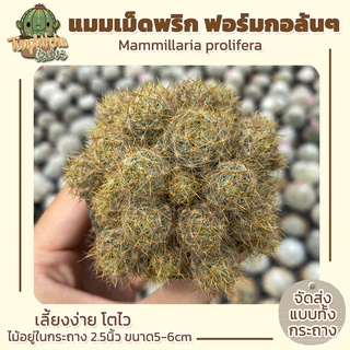 แคคตัส แมมเม็ดพริก ฟอร์มกอล้นๆ Mammillaria prolifera กระถาง2.5" ขนาด5-6ซม