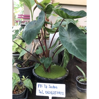 Colocasia Hawaiian Punch