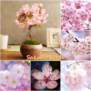 （เมล็ดพันธุ์ ถูก คละ）ของแท้ 100% พร้อมสต็อก Sakura Seeds 30pcs เมล็ดพันธุ์ บอนสี เมล็ดดอกไม้ เมล็ดบอนสี บอนสีสวยๆ บอนสีห